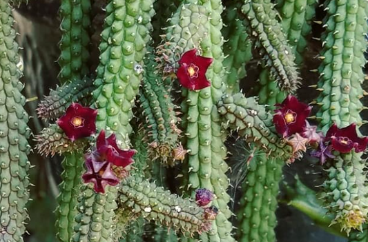 Echidnopsis sharpei ssp. repens 5 Pieces Seeds