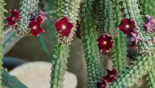 Echidnopsis sharpei ssp. repens 5 Pieces Seeds