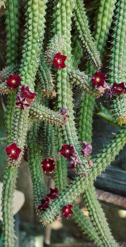 Echidnopsis sharpei ssp. repens 5 Pieces Seeds