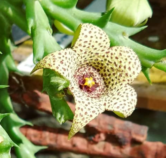 Orbea verrucosa 5 Pieces Seeds