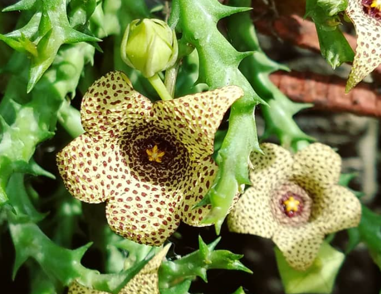 Orbea verrucosa 5 Pieces Seeds