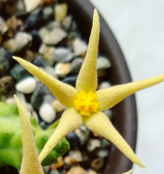 Piaranthus pillansi 6 Pieces Seeds