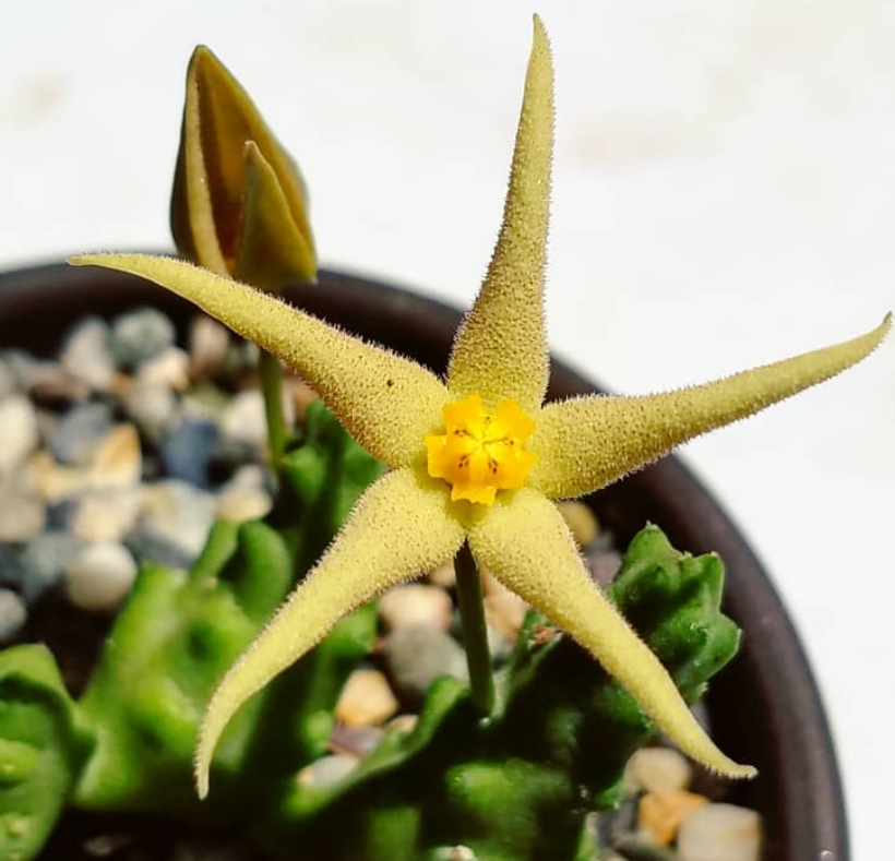 Piaranthus pillansi 6 Pieces Seeds