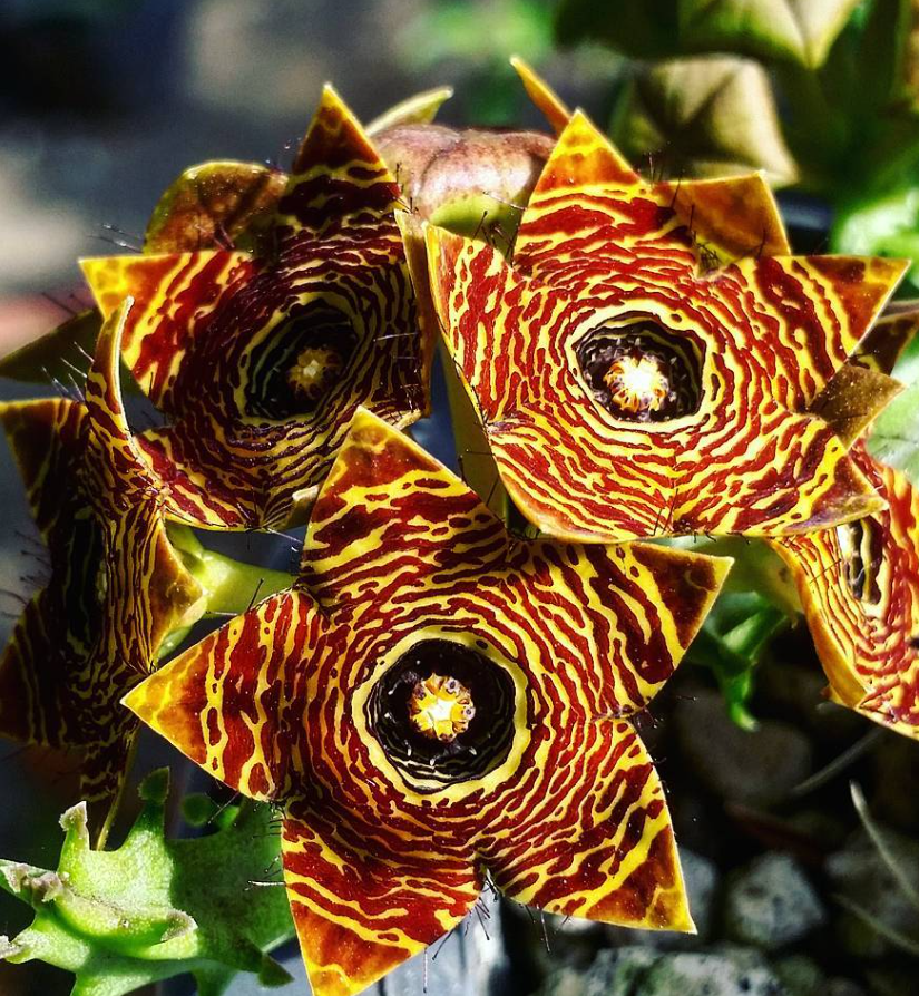 Caralluma crenulata hybrid 5 Pieces Seeds