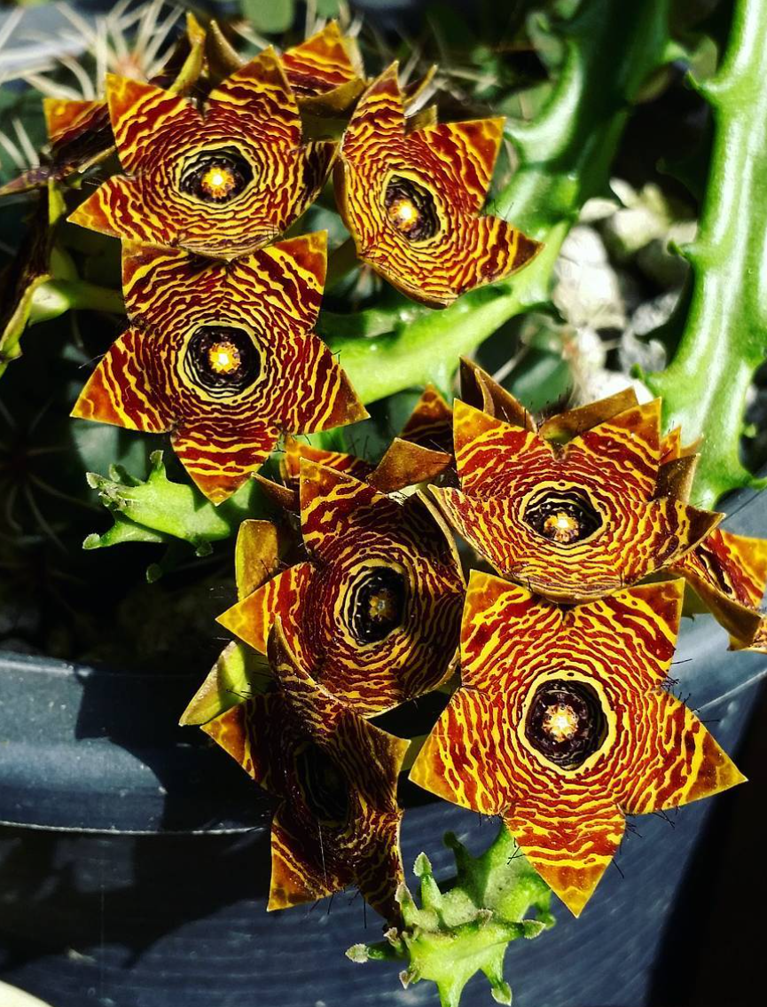 Caralluma crenulata hybrid 5 Pieces Seeds