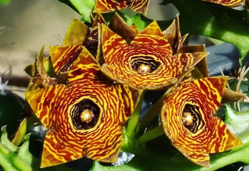 Caralluma crenulata hybrid 5 Pieces Seeds