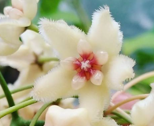 Hoya buotii 10 Pieces Seeds