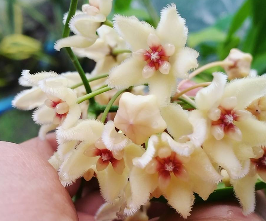 Hoya buotii 10 Pieces Seeds