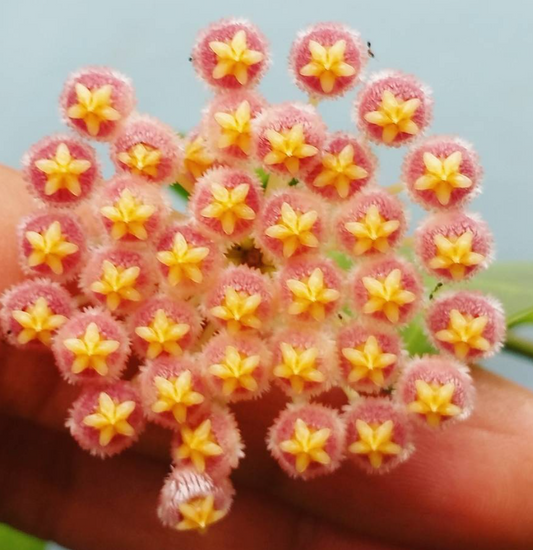 Hoya obscura 10 Pieces Seeds