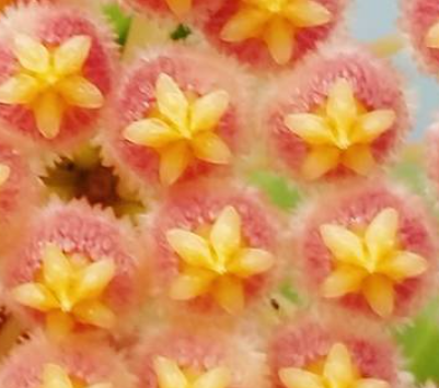 Hoya obscura 10 Pieces Seeds