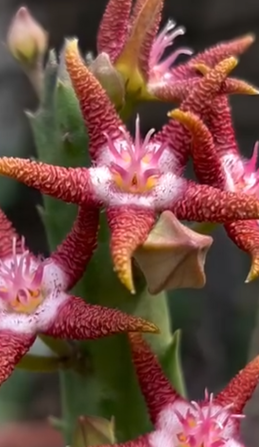 Stapelia Flavopurpurea Marrom 6 Pieces Seeds