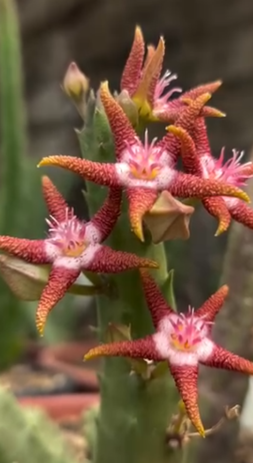Stapelia Flavopurpurea Marrom 6 Pieces Seeds