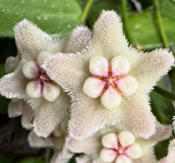 Hoya spectatissima 10 Pieces Seeds