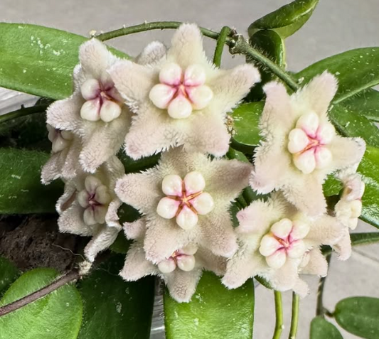 Hoya spectatissima 10 Pieces Seeds