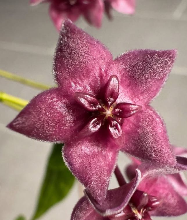 Hoya Dennisii Frida 10 Pieces Seeds