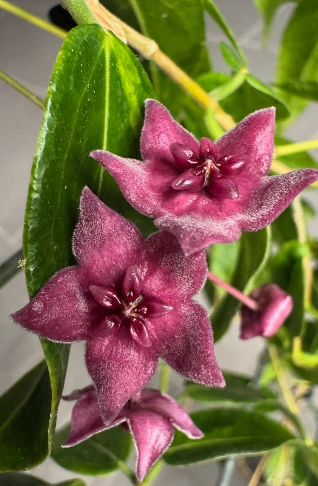 Hoya Dennisii Frida 10 Pieces Seeds