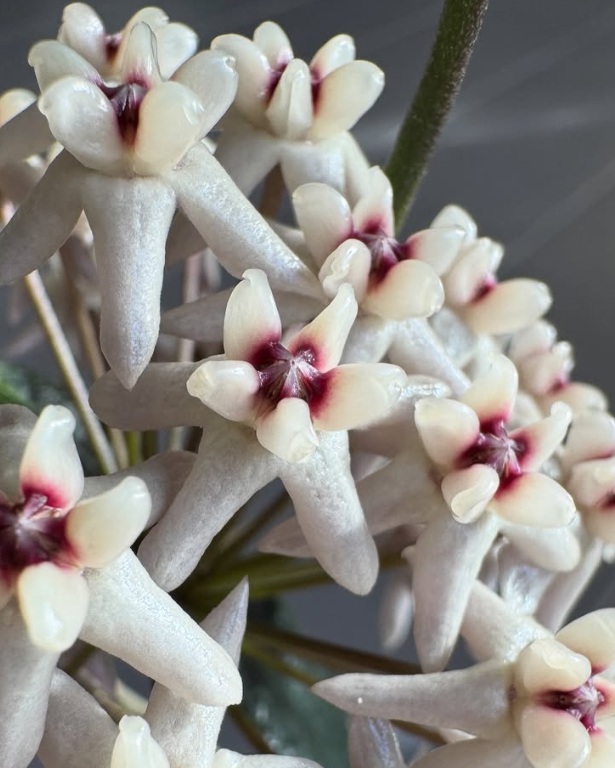 Hoya Greenii 10 Pieces Seeds