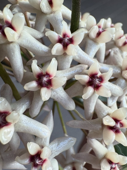 Hoya Greenii 10 Pieces Seeds