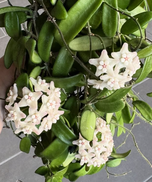 Hoya Yuennanensis 10 Pieces Seeds