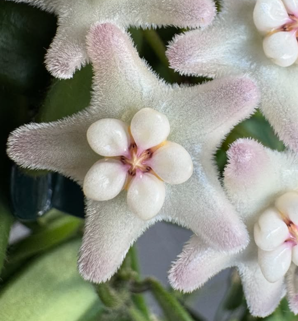 Hoya Yuennanensis 10 Pieces Seeds