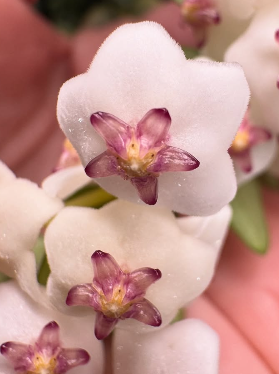 Hoya Chinghungensis 10 Pieces Seeds