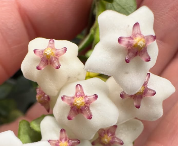 Hoya Chinghungensis 10 Pieces Seeds