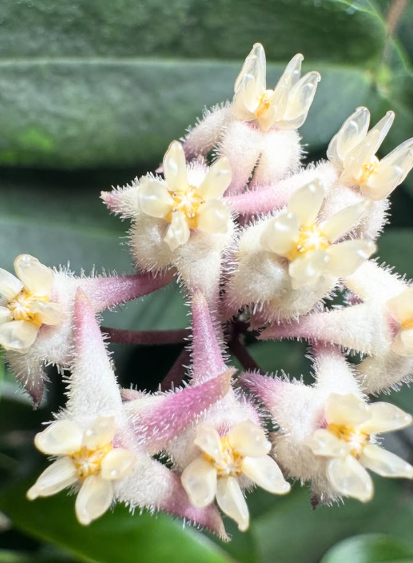 Hoya Oreostemma 10 Pieces Seeds