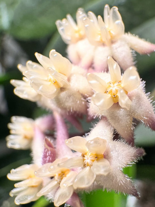 Hoya Oreostemma 10 Pieces Seeds