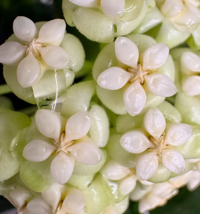 Hoya pachyclada "Snow Lotus" 10 Pieces Seeds