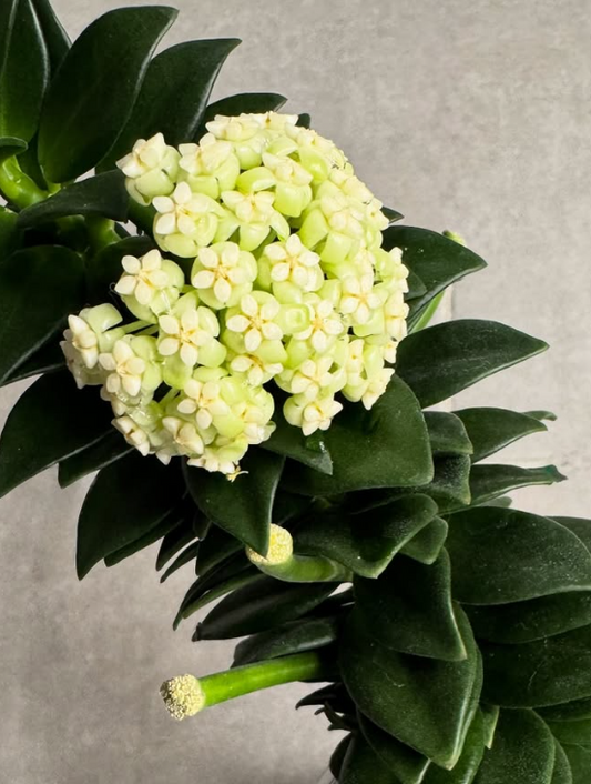 Hoya pachyclada "Snow Lotus" 10 Pieces Seeds