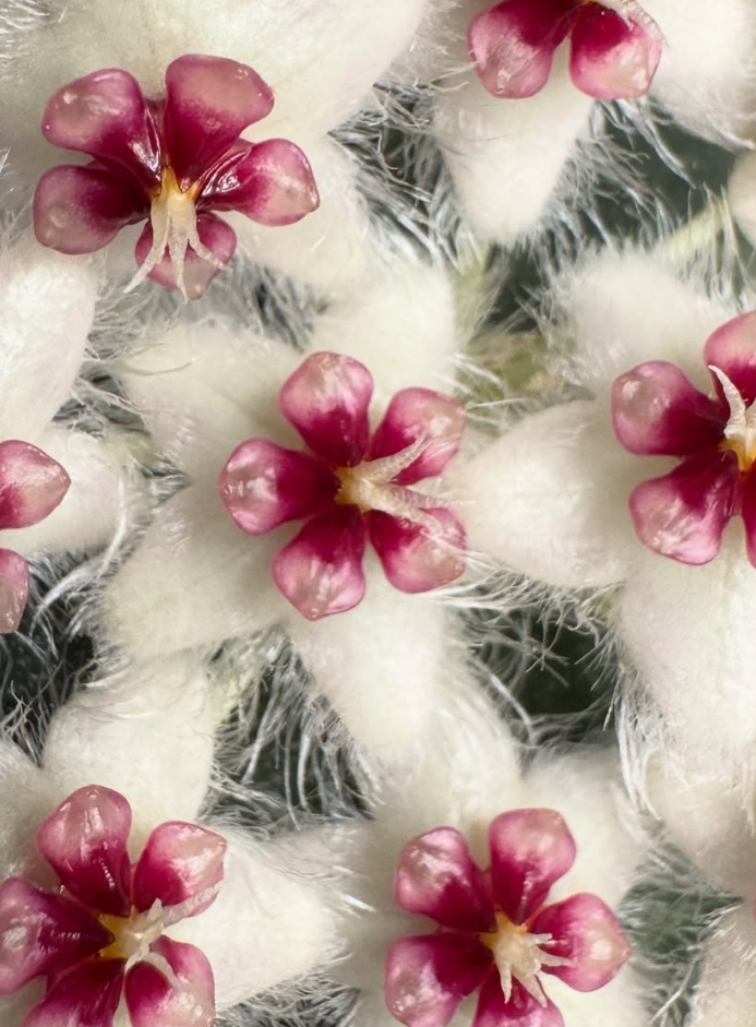 Hoya Caudata 10 Pieces Seeds