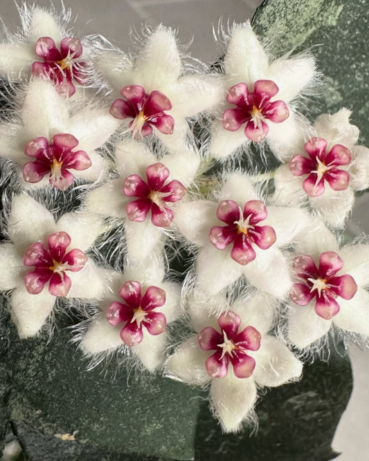 Hoya Caudata 10 Pieces Seeds