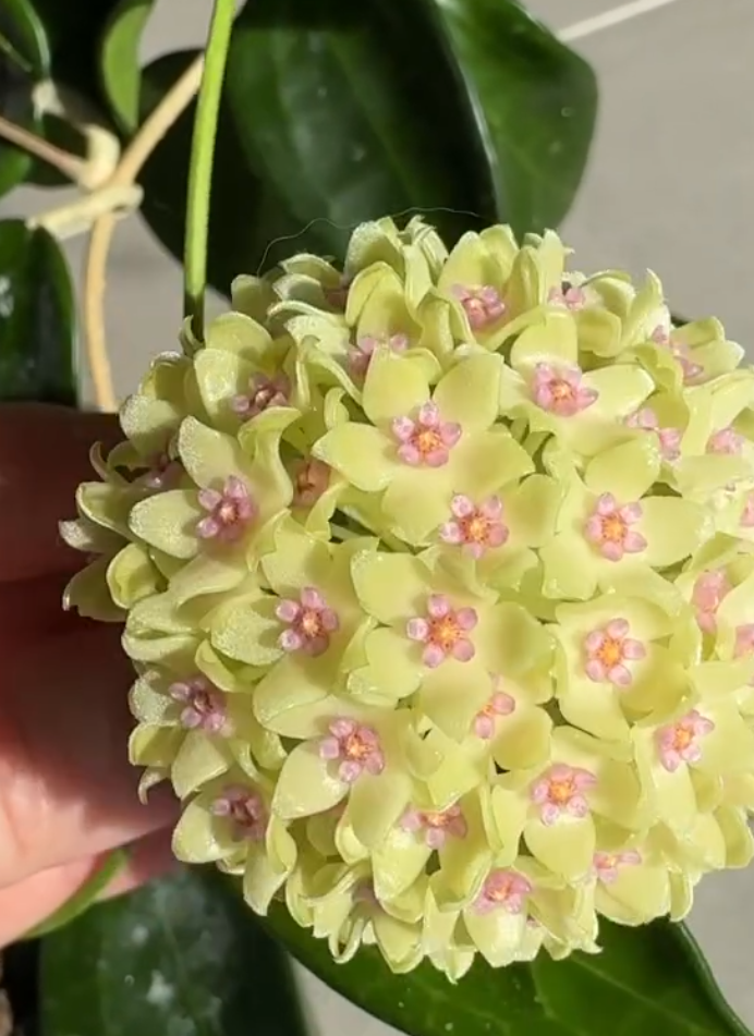 Hoya hanhiae 'Pink Yellow' 10 Pieces Seeds