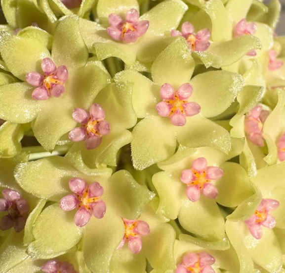 Hoya hanhiae 'Pink Yellow' 10 Pieces Seeds