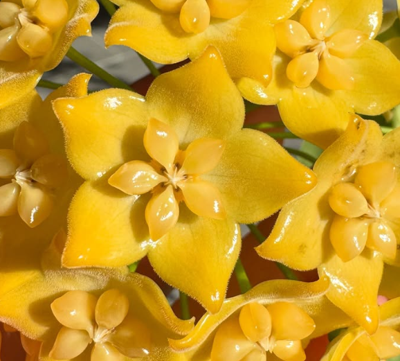 Hoya phyllura 10 Pieces Seeds