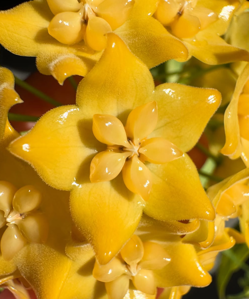 Hoya phyllura 10 Pieces Seeds