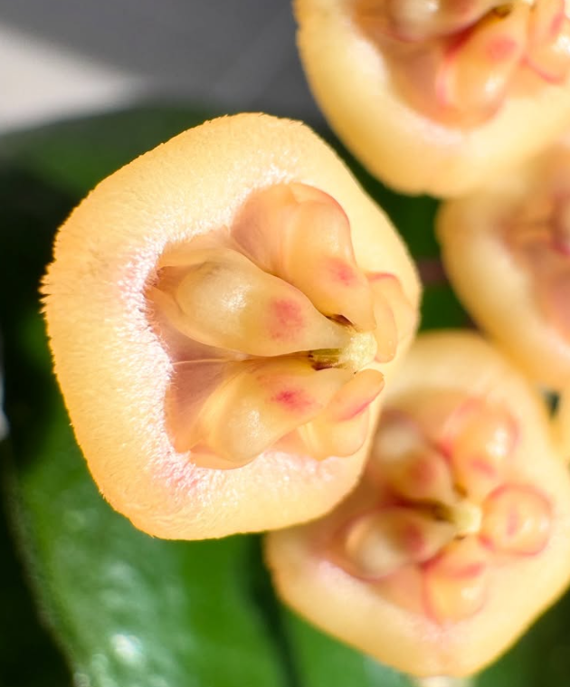 Hoya benchaii 10 Pieces Seeds