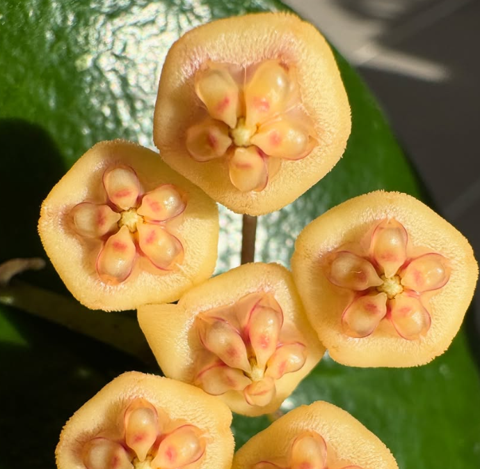 Hoya benchaii 10 Pieces Seeds
