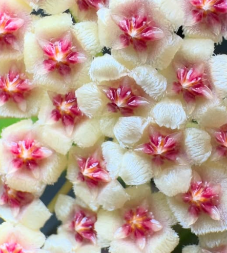 Hoya walliniana 10 Pieces Seeds