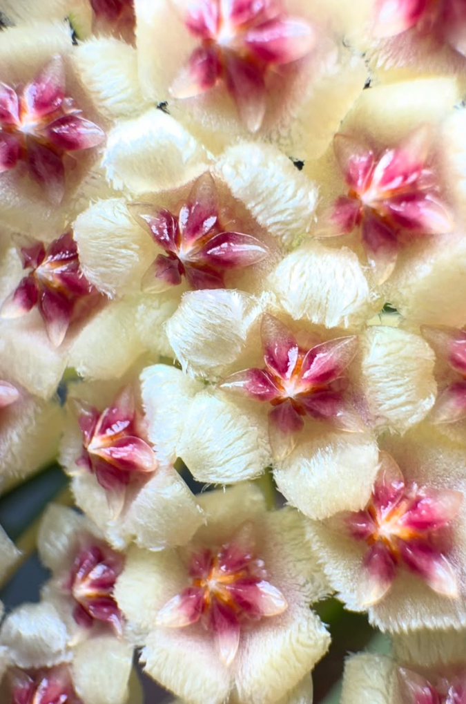 Hoya walliniana 10 Pieces Seeds