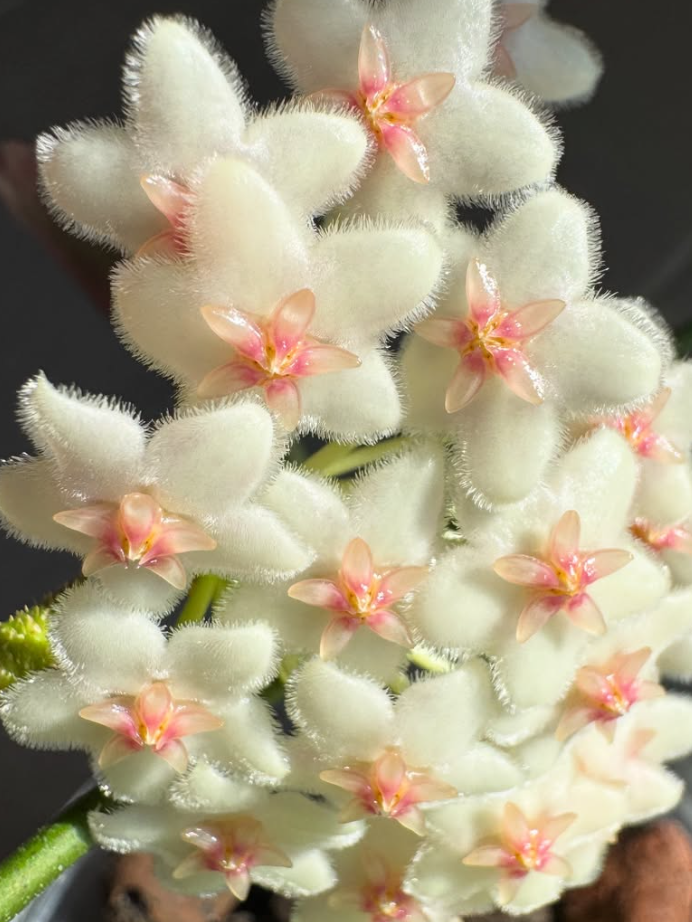 Hoya Pseudo Littoralis 10 Pieces Seeds