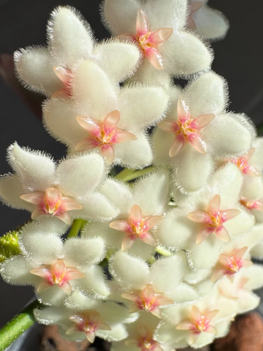 Hoya Pseudo Littoralis 10 Pieces Seeds