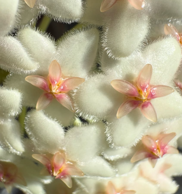 Hoya Pseudo Littoralis 10 Pieces Seeds
