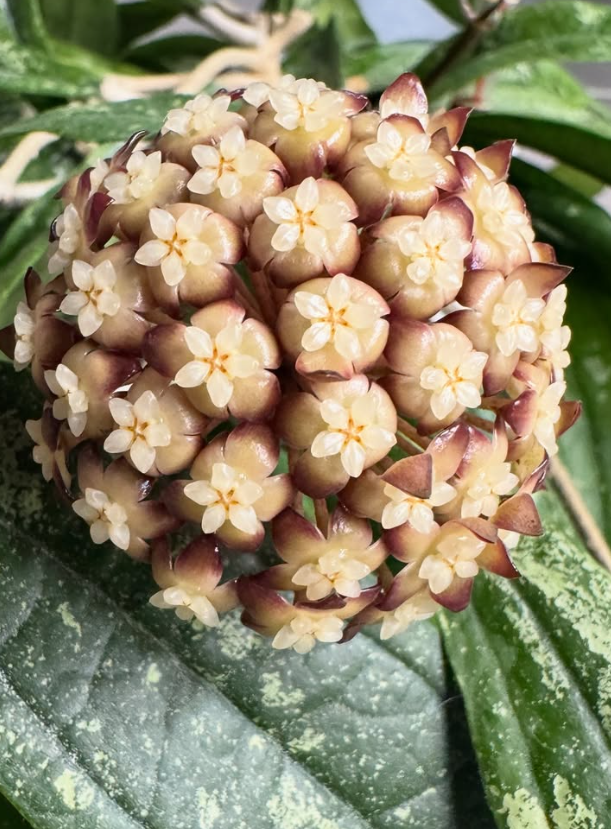 Hoya Rigidifolia 10 Pieces Seeds