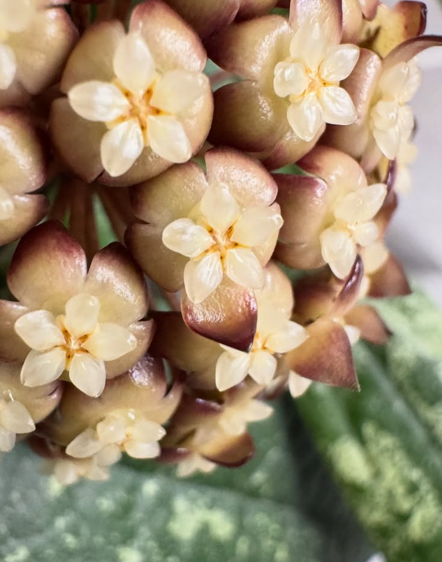 Hoya Rigidifolia 10 Pieces Seeds
