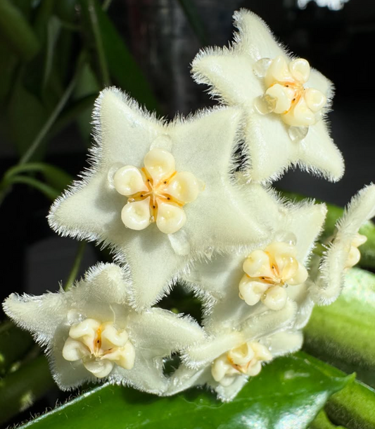 Hoya stoneana 10 Pieces Seeds