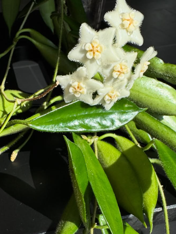 Hoya stoneana 10 Pieces Seeds