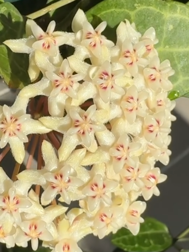 Hoya Elliptica 10 Pieces Seeds