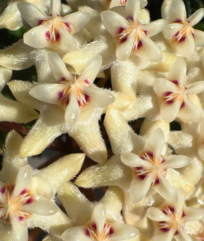 Hoya Elliptica 10 Pieces Seeds