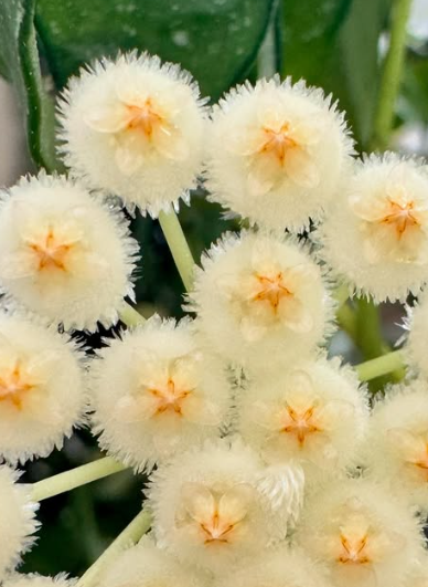 Hoya Lacunosa 10 Pieces Seeds